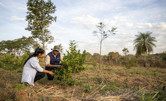 Elva Rosa Gauto y Luis Britos, oficial forestal de la FAO, hablan sobre el crecimiento de los árboles cítricos facilitado por el proyecto PROEZA. 